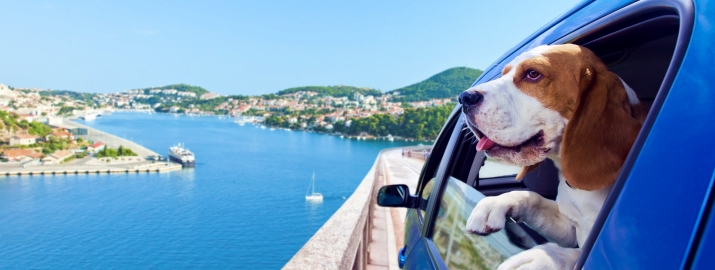 traveling with pets as a digital nomad